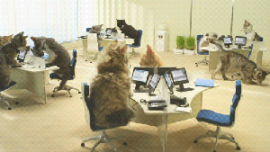 conference-call-cats